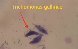 Pomôžme Anete dokončiť štúdium a stať sa veterinárkou