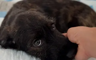 Bežíme za Tuláčik🐾