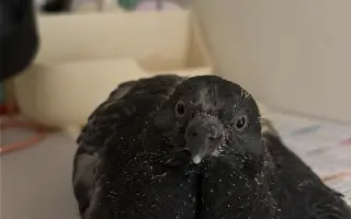 Pomôžme Vlaďke postaviť domov pre handicapované holuby