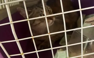 Pomôžte s kastráciou mačičiek v obci Topoľnica