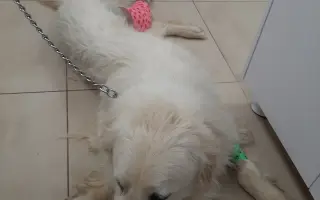 Pomôžme Ebbie po zrážke s autom
