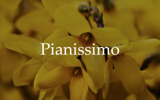 Podpor absolventský film "Pianissimo"