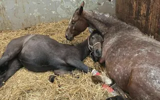 Pomôžte zaplatiť účet na veterine 🐴