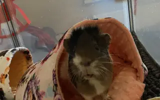 Zachráňme Mozzarellku – darujme jej potrebnú operáciu