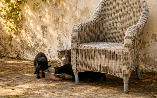 Pomôžte Bridget Mačičkovej vyrovnať veterinárny účet  a ďalej pomáhať mačičkám