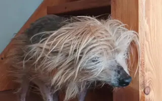 Pomôžme Ferovi znovu sa nadýchnuť