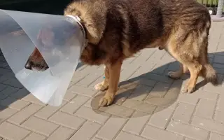 Pomôžte nám zachrániť nášho Dinka