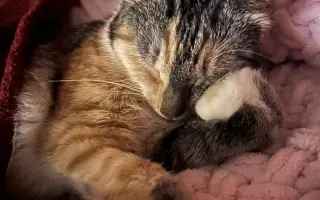 Zojka potrebuje MRI. Pomôžme jej ho zabezpečiť.