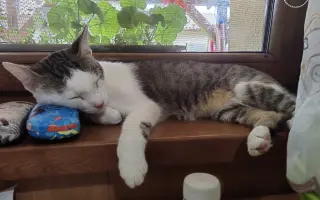 Salty bojuje o svoj tretí život – pomôžme mu vyhrať boj s FIP