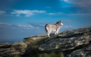 Nohy už nevládzu, ale srdce stále chce. Pomôžme Shaste.