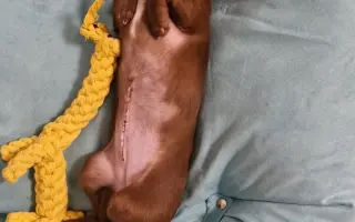 Darujme Lujze plnohodnotný život