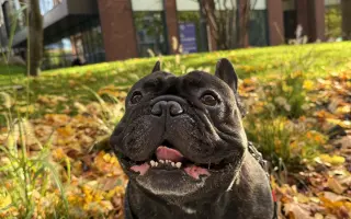 Pomôžme Hugovi postaviť sa na nohy po operácii