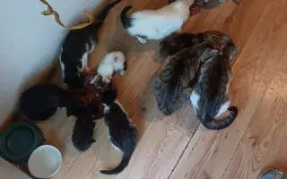 Pomôžte nám postaviť bezpečnú voliéru pre mačky bez domova