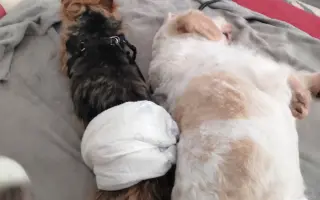 Pomôžme psím seniorom u Ivetky