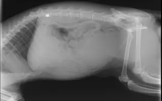 Pomôžme naším postreleným kocúrikom Tučkovi a Despimu