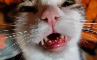 Pomôžte nám postaviť bezpečnú voliéru pre mačky bez domova