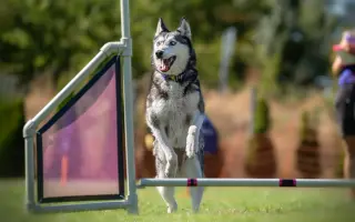 Nohy už nevládzu, ale srdce stále chce. Pomôžme Shaste.