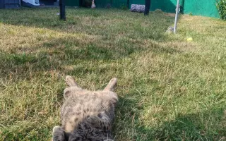 Pomôžme Mačičkám u Larky zvládnuť náročné obdobie