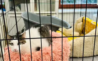 Pomohli ste Chlapcovi na diagnostiku a operáciu, aby mohol dýchať