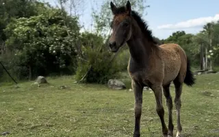 Pomôžte zaplatiť účet na veterine 🐴