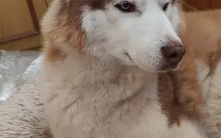 Keď labky slabnú, láska stále beží ďalej - pomôžme huskymu Hachiko