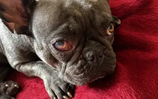 Pomôžme Amy zachrániť očko a zmierniť jej trápenie