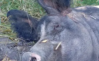 Chýba už len kúsok. Pomôžte nám presťahovať Azyl pre prasiatka a králiky.