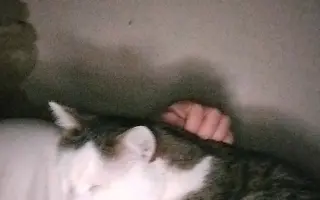Pomôžme kocúrikovi Labke zotaviť sa