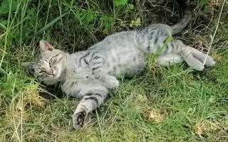 Zachráňme Murka - kocúrik bojuje o život po vážnom úraze a FIP