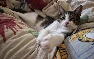 Pomôžte našim 18 zachráneným mačičkám prežiť ďalší mesiac