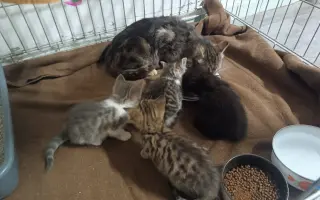 Pomôžte nám postaviť bezpečnú voliéru pre mačky bez domova