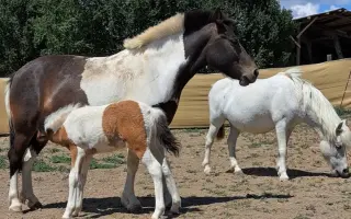 Pomôžte zabezpečiť seno pre 8 koní na celý rok