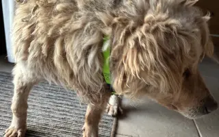 Doprajme Ronkovi dôstojnú jeseň života plnú lásky