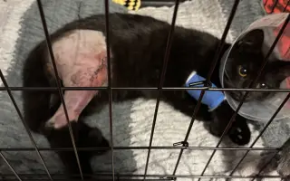 Pomôžme kocúrikovi Lucikovi získať peniaze na liečbu