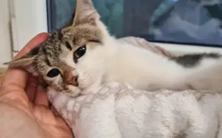 Kastráciou proti utrpeniu: Pomôžte zachraňovať pouličné mačky.