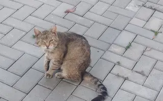 Pomôžme Mačičkám u Larky zvládnuť náročné obdobie