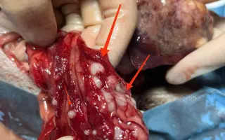 Pomôžme Anete dokončiť štúdium a stať sa veterinárkou