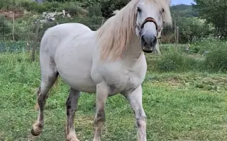Pomôžte zabezpečiť seno pre 8 koní na celý rok