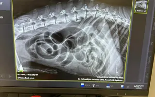 Pomôžte HAFKÁČOM ďalej zachraňovať psíkov