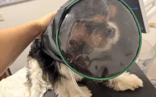 Pomôžme mladému Samkovi v boji so zlyhávanim srdiečka. Zachránime mu život.