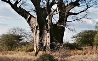 Podporte vydanie knihy a získajte darček - sugestívny príbeh z Kalahari