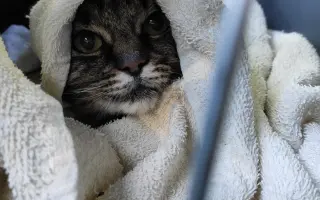 Pomôžte uhradiť náklady na liečbu najmilšieho Kocúra