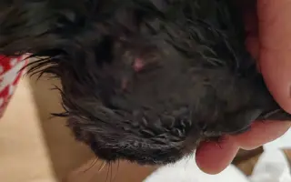 Pomôžme Eve starať sa aj naďalej o mačičky, ktoré ju potrebujú