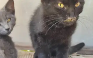 Podporte rozšírenie depozitu pre mačičky z ulice