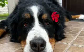 Pomôžme Daisy vyhrať boj o život!