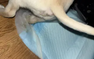 Pomôžte zabezpečiť koterce pre psíkov