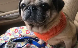 Pomôžme mopsinke Boženke (15,5 r.) a ďalším seniorom