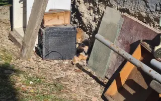 Pomôžte zastaviť utrpenie zvierat – kastrácie a veterinárna pomoc