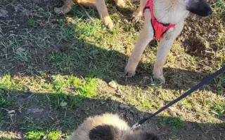 Darujme psíkom v útulku čistú vodu