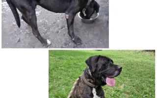 Pomôžte nám vyplatiť dlh za veterinárnu starostlivosť pre našich zverencov